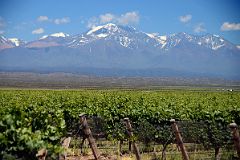 
The Vineyard At Pulenta Estate With Cerro Plata Behind On Lujan de Cuyo Wine Tour Near Mendoza
